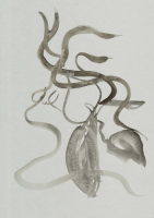 http://www.actionaqua.com/files/gimgs/th-105_glashaus 27invert_v2.jpg